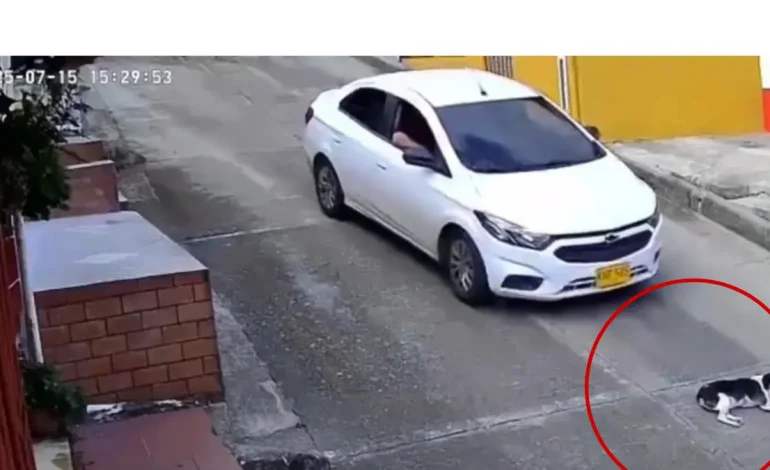 El animal realmente ha muerto y la comunidad requiere justicia

 – Primer plano