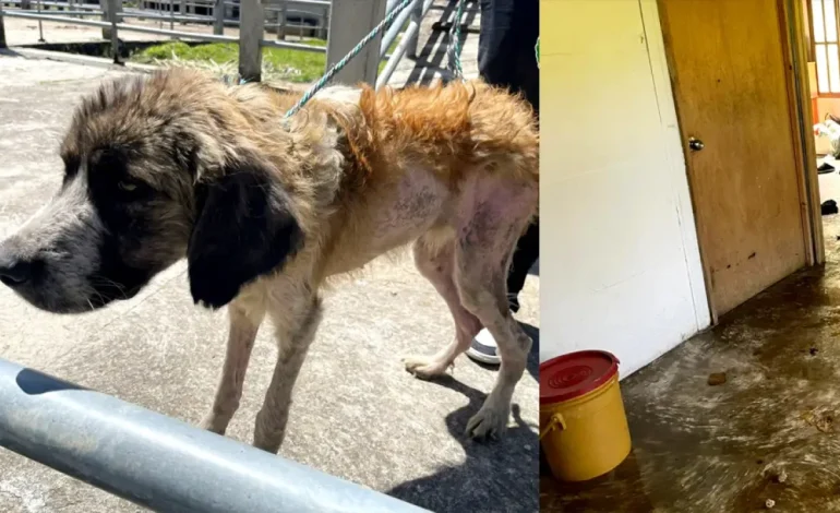 En San Vicente Ferrer, se ha descubierto un caso incorrecto de abuso animal.

 – Primer plano