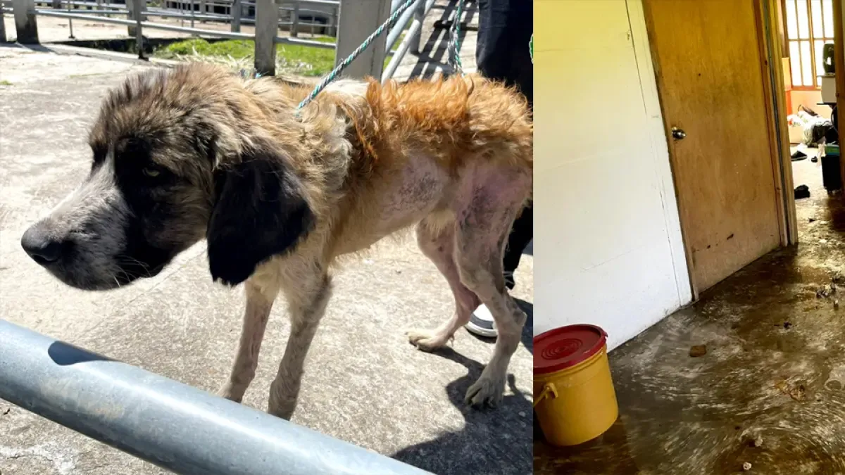 En San Vicente Ferrer, se ha descubierto un caso incorrecto de abuso animal.

 – Primer plano