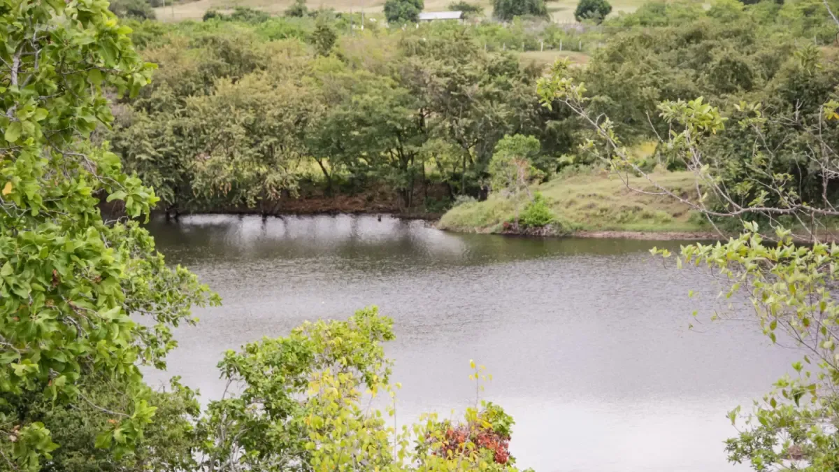 En una crisis por precios bajos de arroz, los criadores de tolima solicitan corrección en la fórmula que establece la recolección de la tasa de agua (TuA)

 – Primer plano