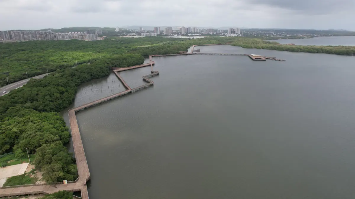 Barranquilla se une al Día Internacional de Defensa de Manglares con sembrar 200 plántulas rojas

 – Primer plano