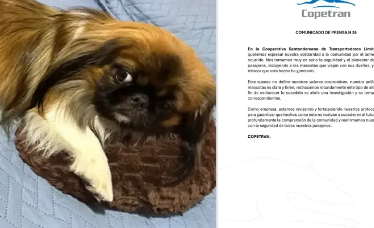 Coperan respondió a la muerte de Maxie, un cachorro que estaba sofocando en un baúl de autobús después de la negatividad del conductor para dejarlo ir a Medellín

 – Primer plano