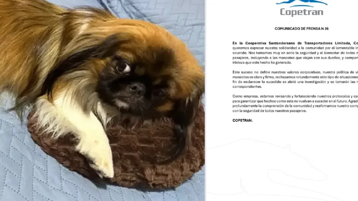Coperan respondió a la muerte de Maxie, un cachorro que estaba sofocando en un baúl de autobús después de la negatividad del conductor para dejarlo ir a Medellín

 – Primer plano