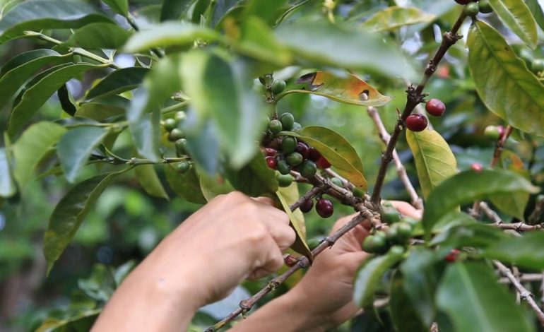 La región central redefine el mapa del café colombiano
– Primer plano