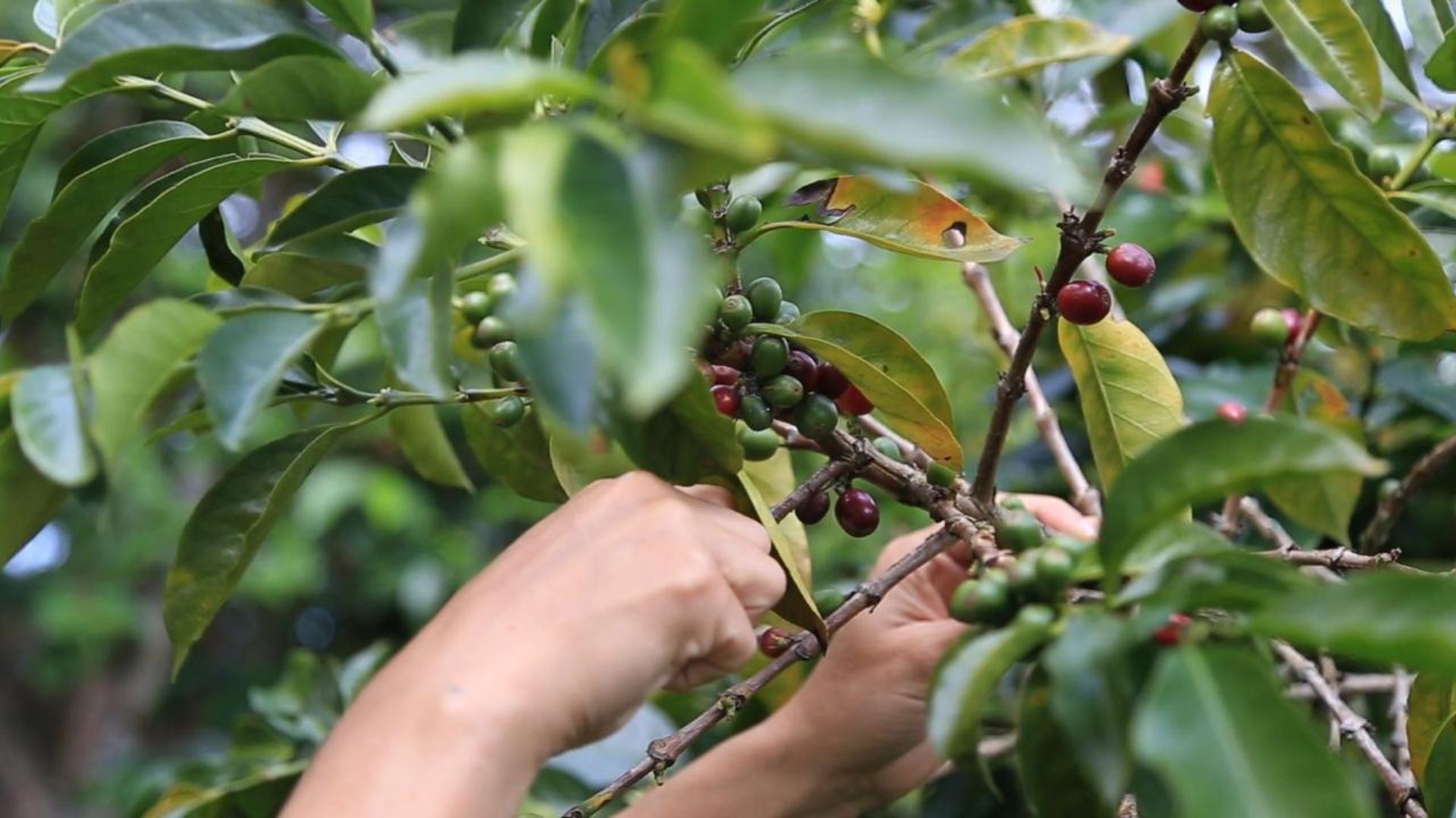 La región central redefine el mapa del café colombiano

 – Primer plano