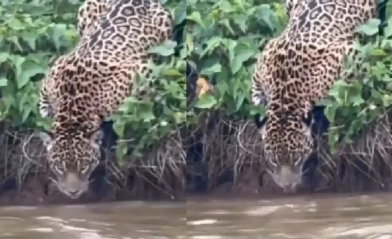 De esta manera, los turistas vieron gatos

 – Primer plano