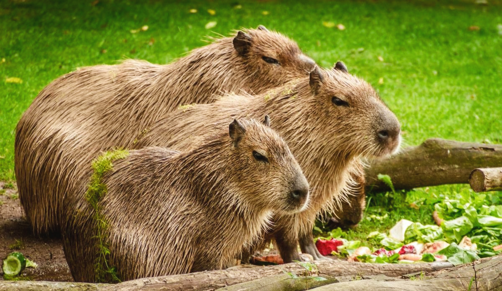Día de la Capibara Mundial: el nucio gigante que une la cultura, la ecología y la conciencia

 – Primer plano