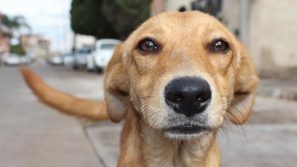 Día internacional de los perros callejeros: empatía y acción

 – Primer plano