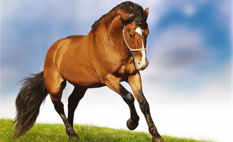 Día mundial del caballo: una celebración que honra su herencia y requiere su protección

 – Primer plano