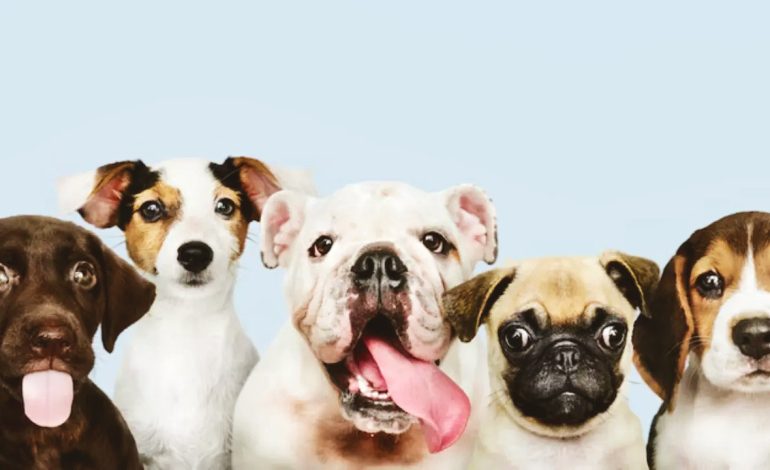 El Día Mundial del perro llama una posesión más consciente y respetuosa

 – Primer plano