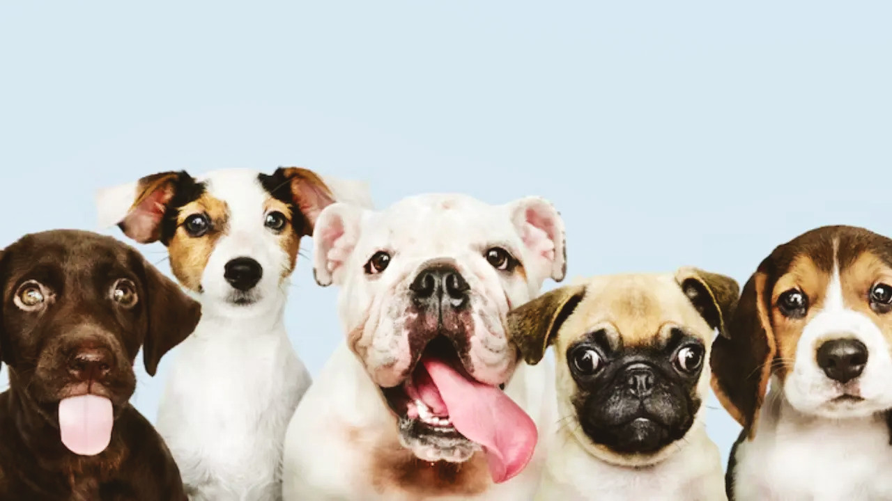 El Día Mundial del perro llama una posesión más consciente y respetuosa

 – Primer plano