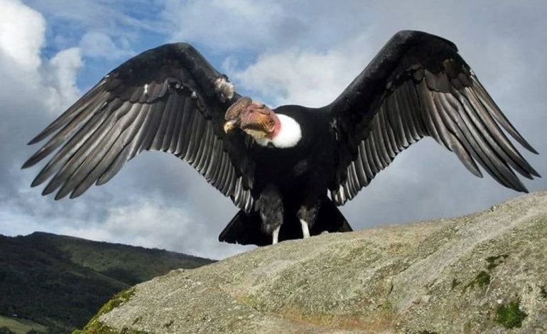 El Día de la Condición Internacional celebra a los Andes Guardian
– Primer plano