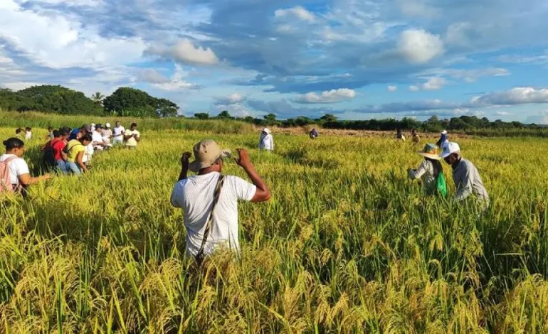 Gildia Rice anuncia el desempleo nacional a partir del 14 de julio debido a una disminución en los precios y la falta de respuesta del gobierno
– Primer plano