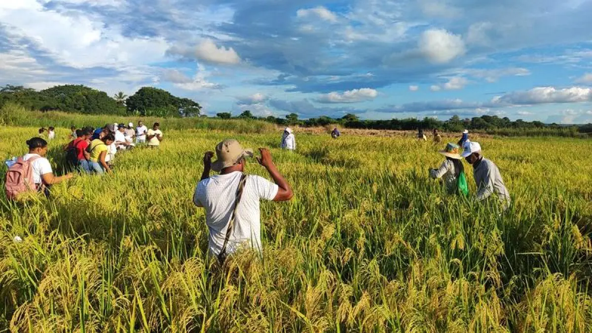 Gildia Rice anuncia el desempleo nacional a partir del 14 de julio debido a una disminución en los precios y la falta de respuesta del gobierno

 – Primer plano