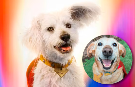 Krypto, ‘Superman’ Overex, libera una ola de adopciones en los Estados Unidos.

 – Primer plano