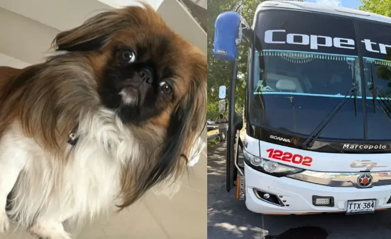 La historia de Maxi, un perro que murió en el baúl de un autobús de pelota después de que el conductor se opuso a sus dueños
– Primer plano