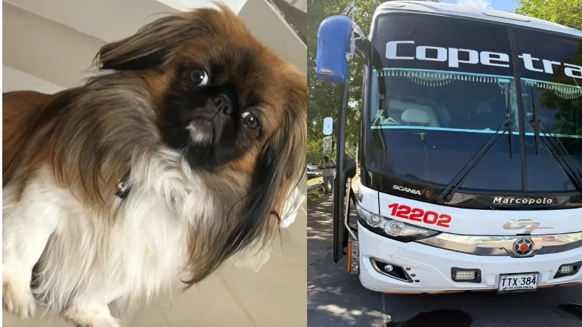 La historia de Maxi, un perro que murió en el baúl de un autobús de pelota después de que el conductor se opuso a sus dueños

 – Primer plano