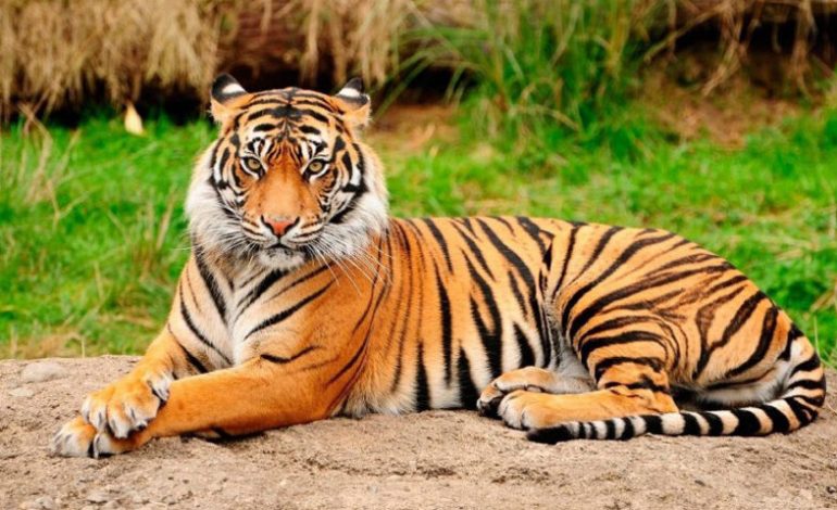 Día internacional de Tigre: recuerda que tu lucha por sobrevivir no ha terminado
– Primer plano