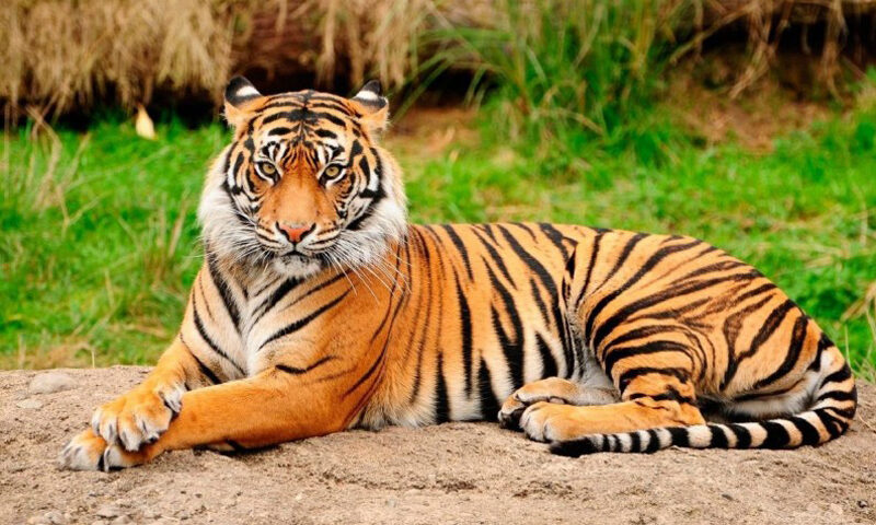 Día internacional de Tigre: recuerda que tu lucha por sobrevivir no ha terminado

 – Primer plano