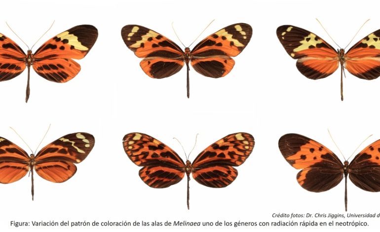 Los científicos revuelven el árbol evolutivo de las mariposas del ala y descubren seis nuevas especies

 – Primer plano