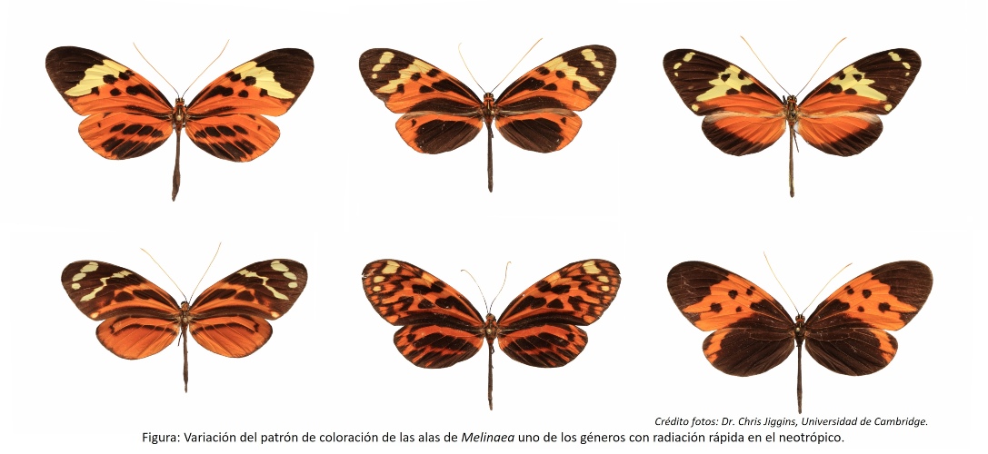 Los científicos revuelven el árbol evolutivo de las mariposas del ala y descubren seis nuevas especies

 – Primer plano