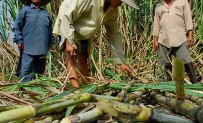 Valle, sede del Congreso de la Agroindustria de la Caña con delegados de más de 50 países, más de 1,200 expertos y empresarios: será «Cop16 Sugar»

 – Primer plano