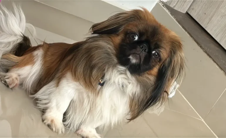 Estudian una compañía de transporte a través de la muerte de un perro maxi en un autobús intercimal, que incluía una ruta entre La Guajira y Medellín

 – Primer plano