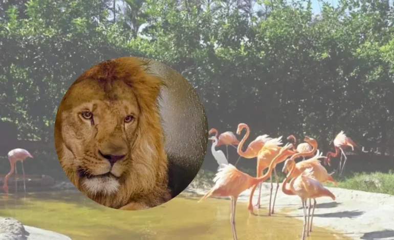 Barranquilla recibe al Nuevo León en su zoológico y celebra un día especial que combina educación, protección y entretenimiento para familias.

 – Primer plano