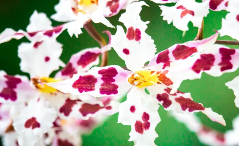 ¡Programa de orquídeas de Antioquia! Plan de protección de más de mil especies de esta tesorería natural

 – Primer plano