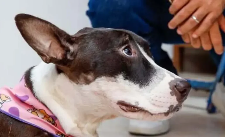 Suponen que dos hombres a un cruel ataque contra Perrta Karina en Montería
 – Primer plano