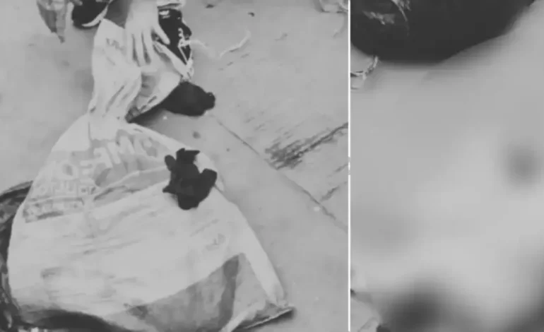 examinar si el animal ha experimentado abuso sexual

 – Primer plano