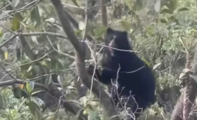Alarma en varios municipios de Nariño para atacar a los gatos contra el ganado

 – Primer plano
