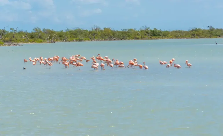 Más de 14,000 aves en el santuario de fauna y flora de flamencos

 – Primer plano