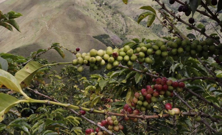 La producción de café en julio alcanzó buenos números
 – Primer plano