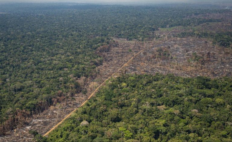 Colombia reduce la deforestación en los primeros meses de 2025 en un 33 %

 – Primer plano