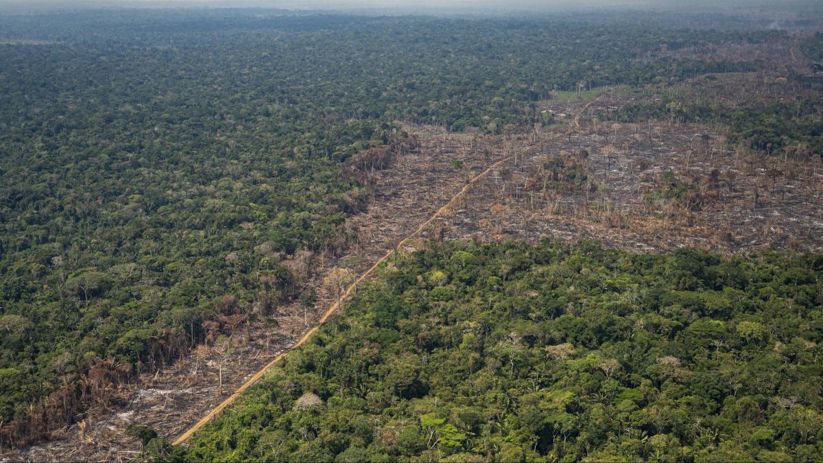 Colombia reduce la deforestación en los primeros meses de 2025 en un 33 %

 – Primer plano