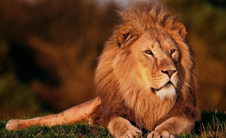 Día del León Mundial, un llamado urgente a su conservación

 – Primer plano