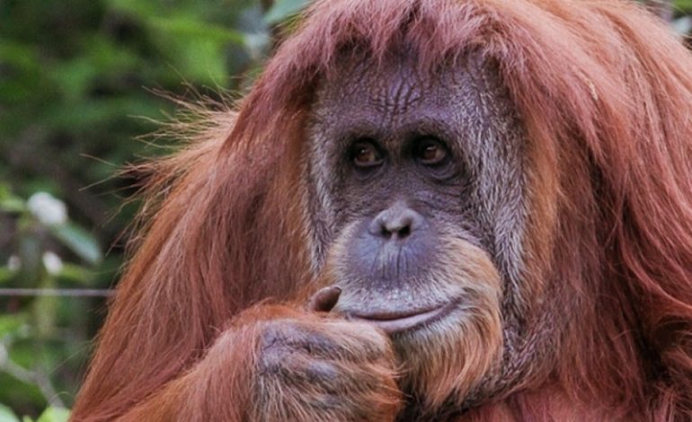 Día del Orangután mundial: Guardianes del bosque en peligro

 – Primer plano