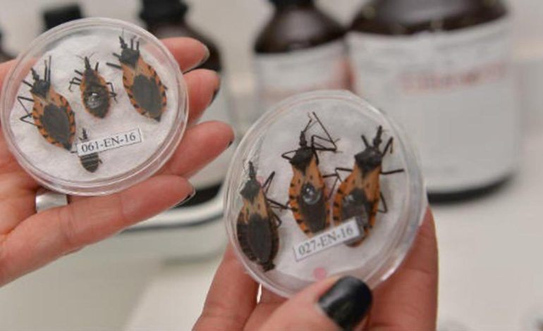 El mal de Chagas «una enfermedad que muchos tienen, pero no se detecta a tiempo»: sepa en qué regiones del país está presente y cómo tratarla

 – Primer plano