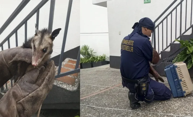 Los bomberos salvan a Csarigüey, quien se metió en el motel en las estrellas

 – Primer plano