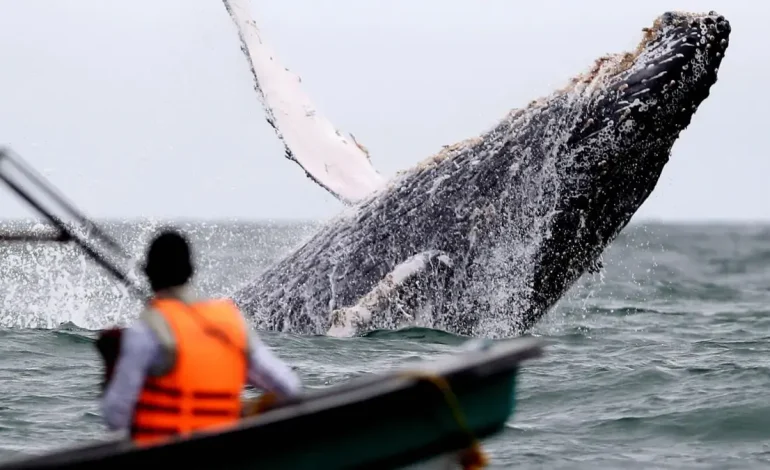 Una advertencia sobre ballenas procesadas y se estableció en Buenaventura en el valle

 – Primer plano