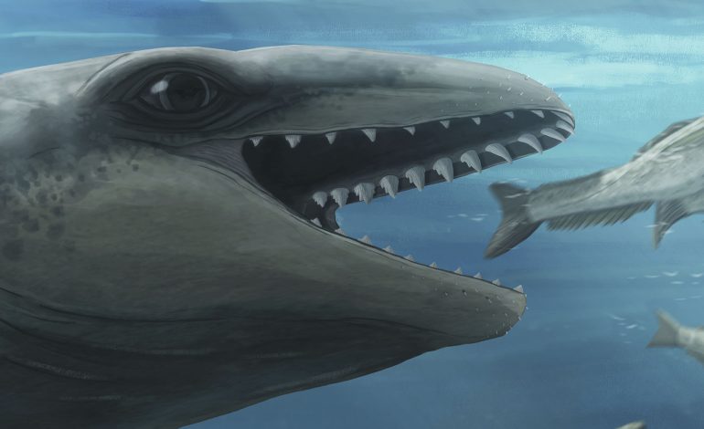 Descubres Whaleskädel durante 26 millones de años, que describe la historia marina

 – Primer plano