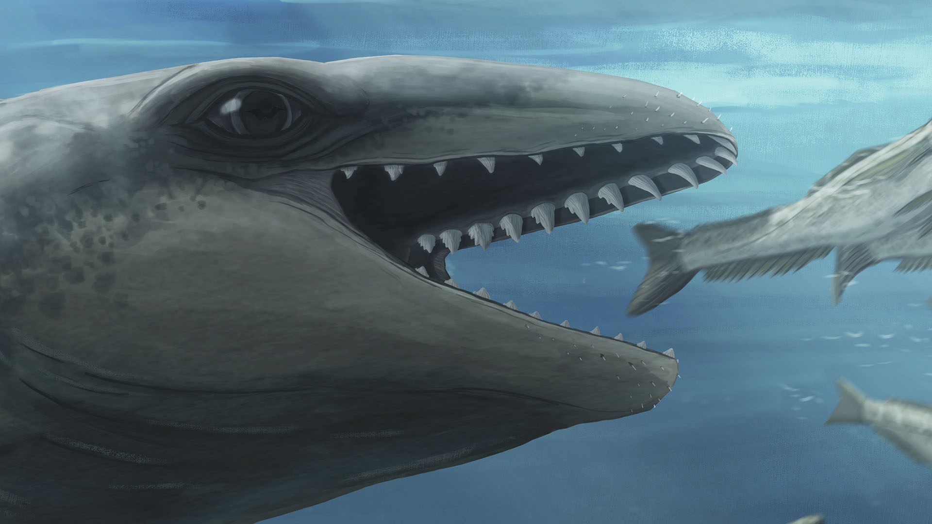 Descubres Whaleskädel durante 26 millones de años, que describe la historia marina

 – Primer plano