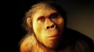 Descubres una nueva especie de Australopithecus que resumió el primer homo hace casi 3 millones de años

 – Primer plano