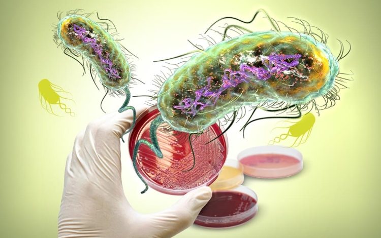 Los científicos convierten las bacterias en procesadores digitales

 – Primer plano