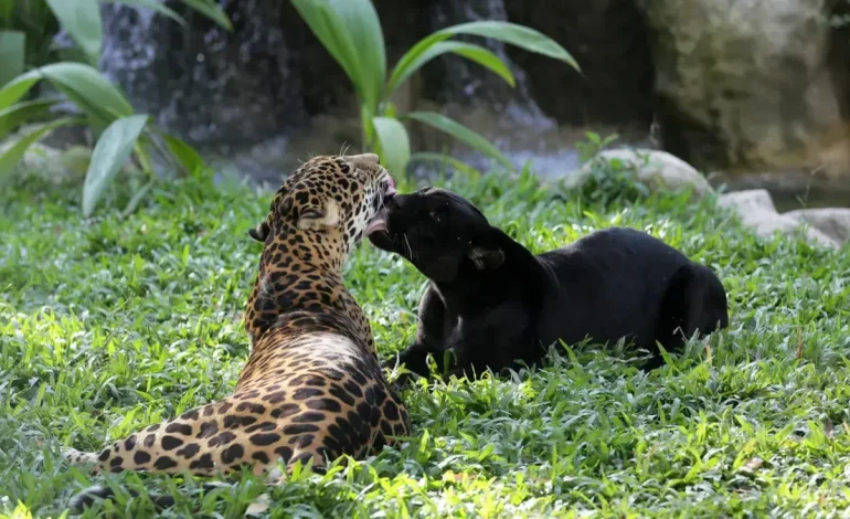 63 compradores extranjeros y 81 exportadores colombianos

 – Primer plano