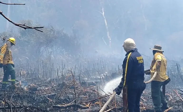 Salamanca Island, una reserva natural que ya ha perdido más de 1130 hectáreas debido a un incendio

 – Primer plano