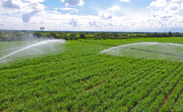Disactos y equipos dedicados al robo, después de los ataques contra los trabajadores de caña, algunos durante las disputas de tierras en Cauca: Gildie rechazó la violencia

 – Primer plano