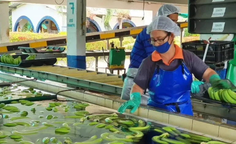 La exportación del Caribe de Bananas aumentó en un 18 % en 2025.

 – Primer plano