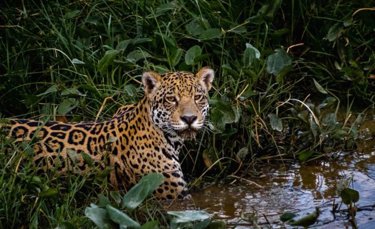 La controversia y el rechazo del posible cazador de jaguar en Valle: el hombre quería matarlo; Lo que se sabe en el caso tuvo lugar en la zona de Buenaventura

 – Primer plano